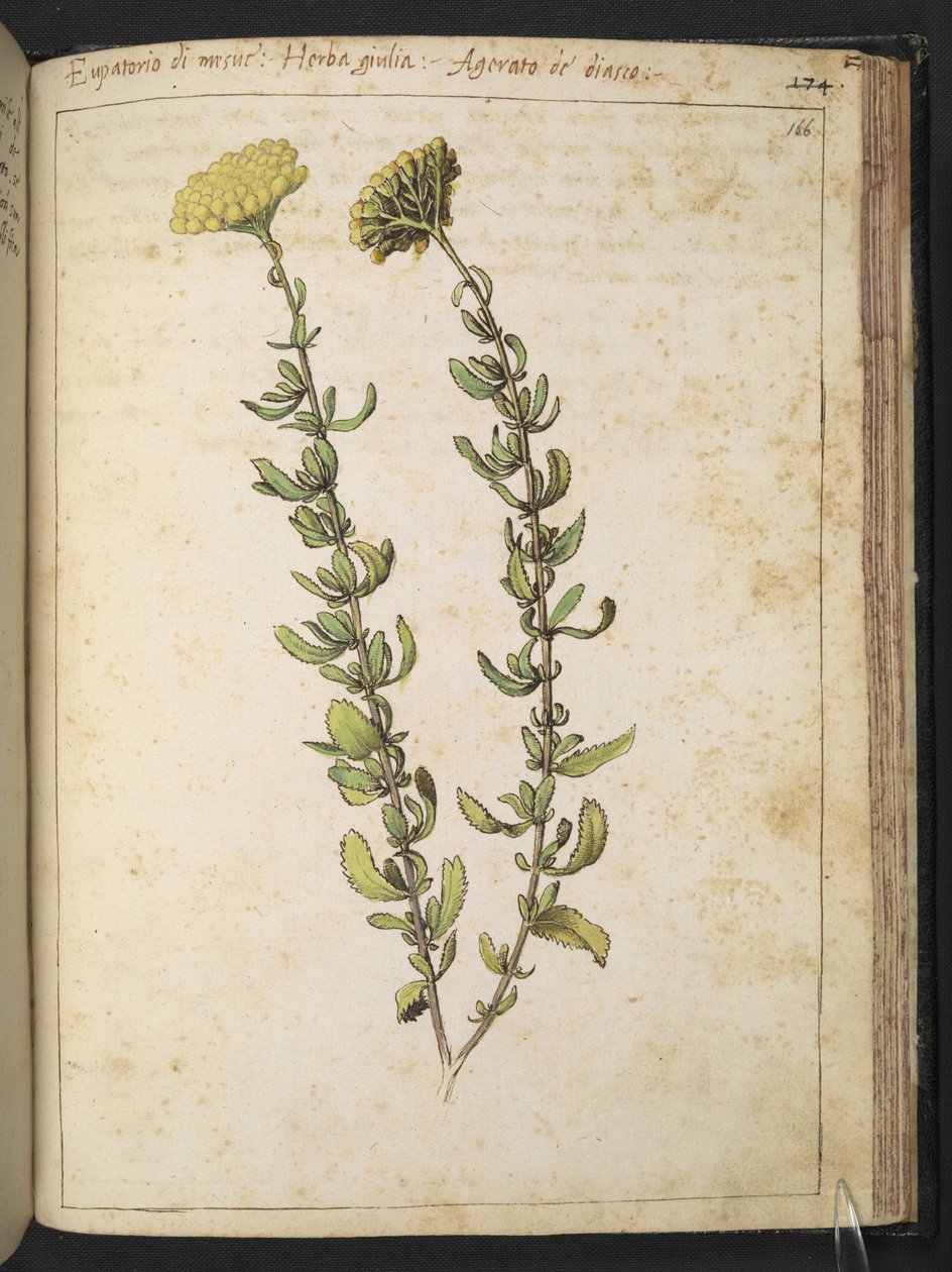 Rzepik konopny (z rodzaju Eupatorium), prawdopodobnie Kidney Vetch, z „Paintings of Flora of the Roman States” autorstwa Gherardo Cibo, Add MS 22333, f166r, c.1564-84 (akwarela i gwasz na papierze) autorstwa Gherardo Cibo
