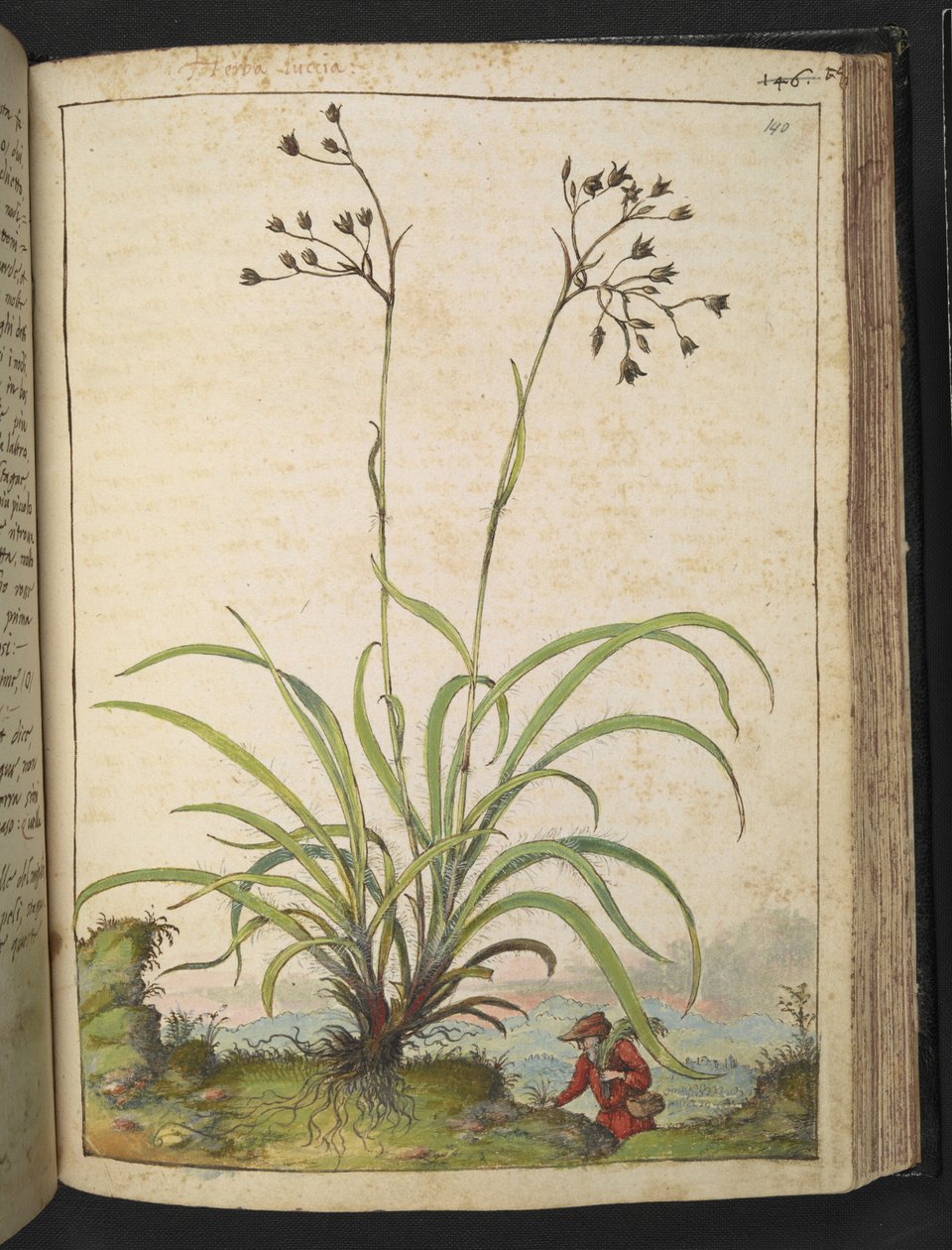 Herba Luccia, z „Obrazy flory stanów rzymskich” autorstwa Gherardo Cibo, Add MS 22333, f140r, c.1564-84 (akwarela i gwasz na papierze) autorstwa Gherardo Cibo