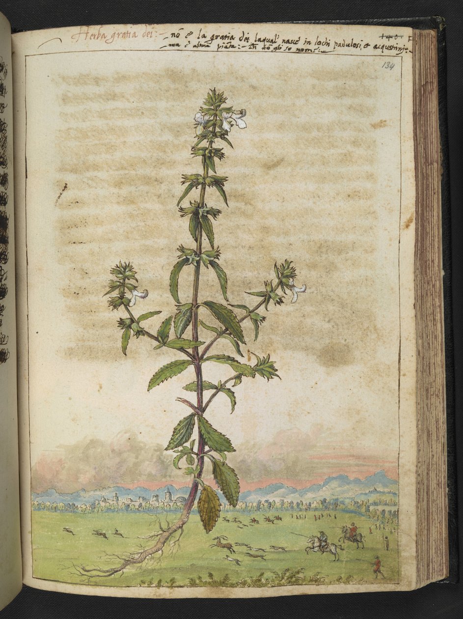 Herba gratia dei (żywopłot-hyzop), z „Obrazów flory państw rzymskich” Gherardo Cibo, Add MS 22333, f134r, c.1564-84 (akwarela i gwasz na papierze) autorstwa Gherardo Cibo