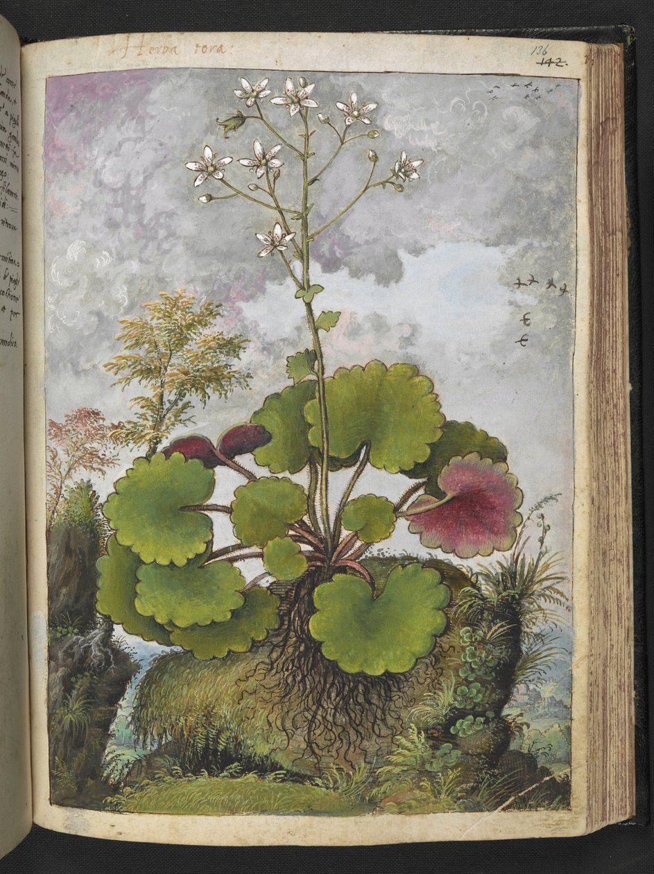 Herba rora: roślina z białymi płatkami, z „Obrazy Flory Stanów Rzymskich” autorstwa Gherardo Cibo, Add MS 22333, f136r, c.1564-84 (akwarela i gwasz na papierze) autorstwa Gherardo Cibo