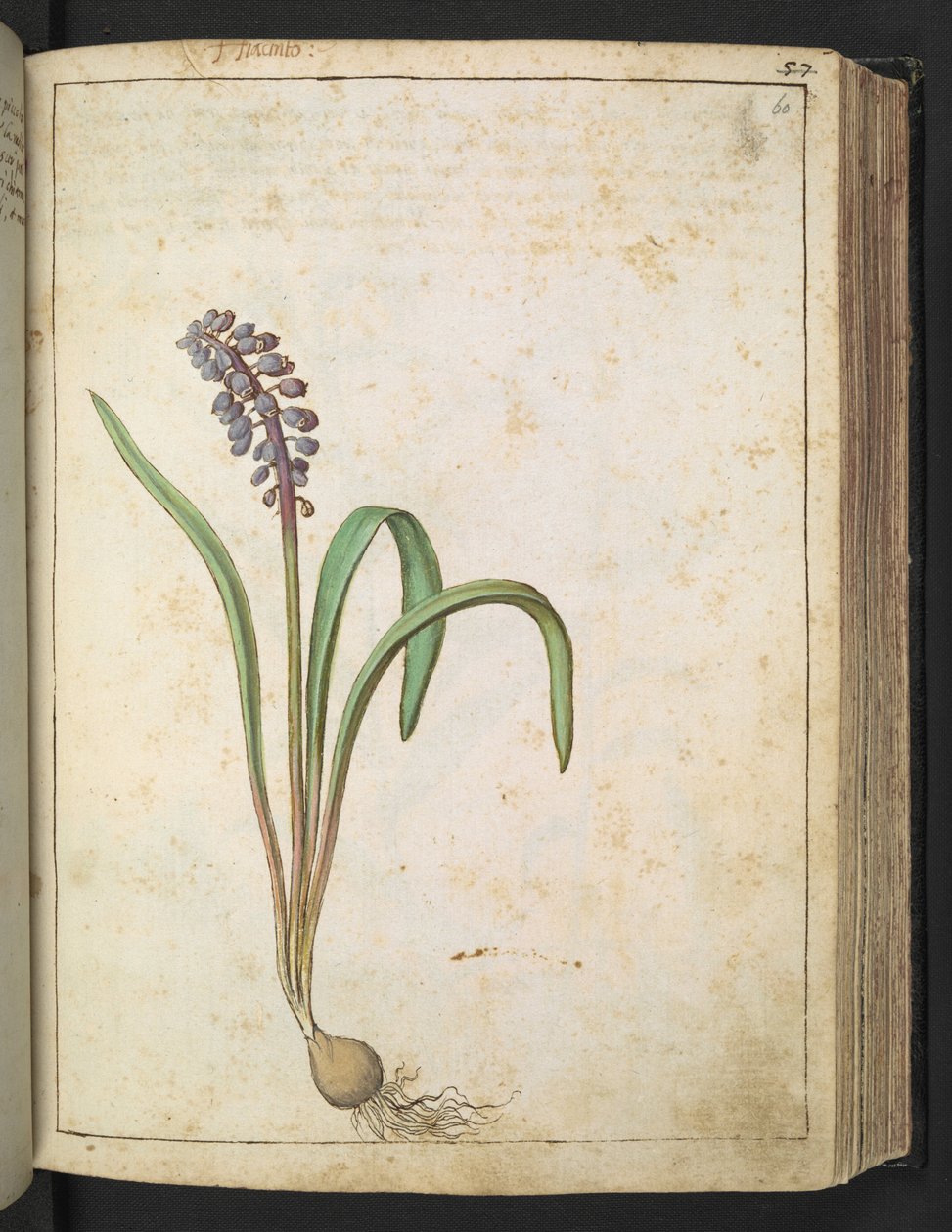 Hyacinthus, z „Obrazów flory stanów rzymskich” Gherardo Cibo, Add MS 22333, f060r, c.1564-84 (akwarela i gwasz na papierze) autorstwa Gherardo Cibo
