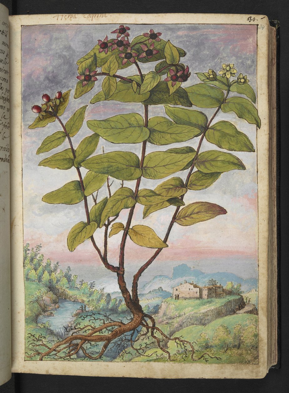 Hypericum hircinum, z "Obrazów flory państw rzymskich" Gherardo Cibo, Add MS 22333, f034r, c.1564-84 (akwarela i gwasz na papierze) autorstwa Gherardo Cibo