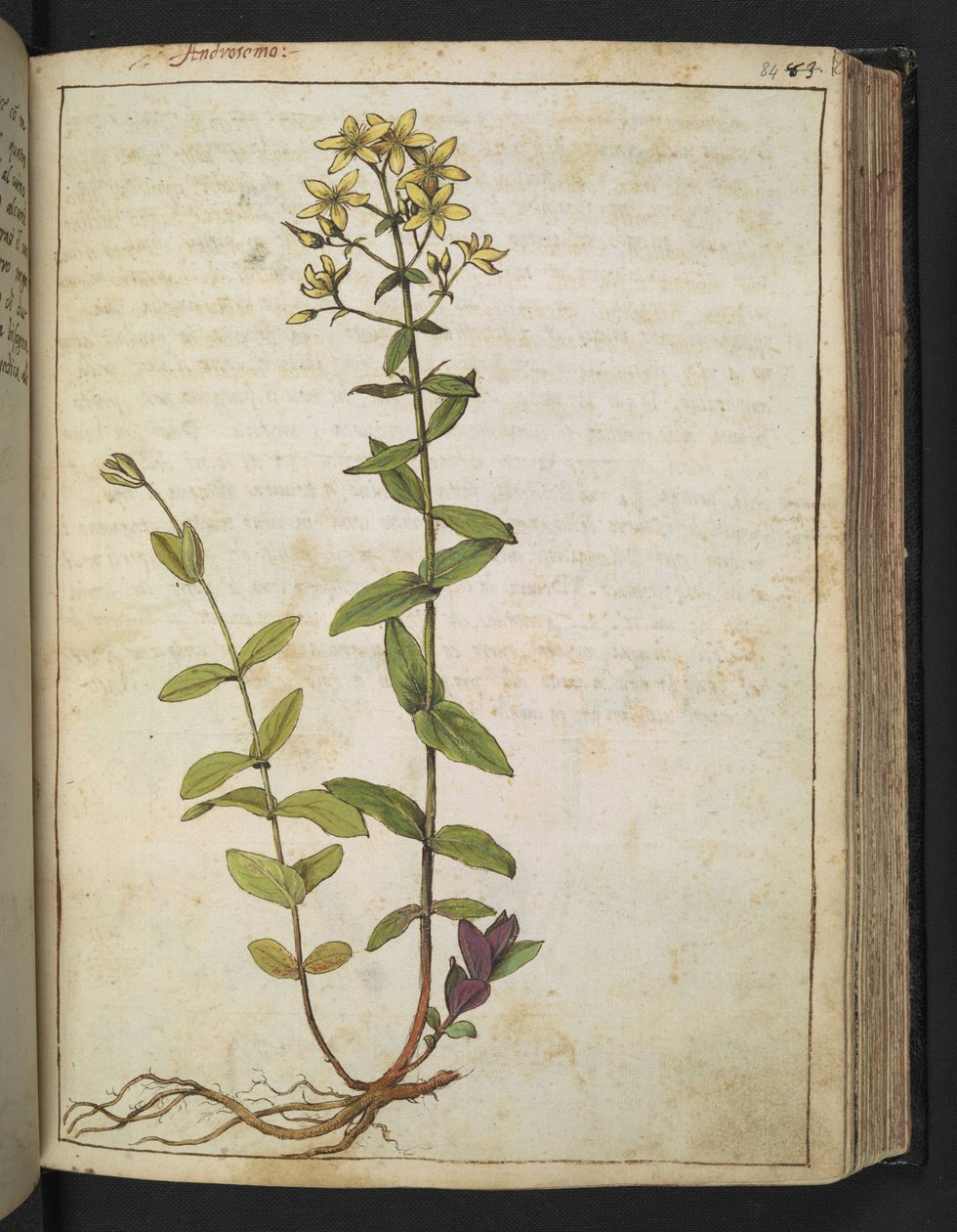 Hypericum perfoliatum, z "Obrazów flory stanów rzymskich" Gherardo Cibo, Add MS 22333, f084r, c.1564-84 (akwarela i gwasz na papierze) autorstwa Gherardo Cibo