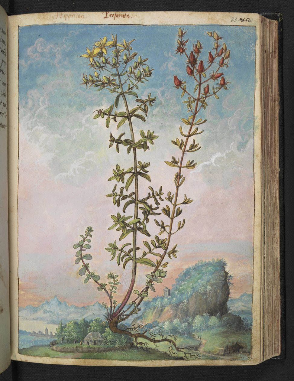 Hypericum perforatum, z "Obrazy flory państw rzymskich" Gherardo Cibo, Add MS 22333, f083r, c.1564-84 (akwarela i gwasz na papierze) autorstwa Gherardo Cibo
