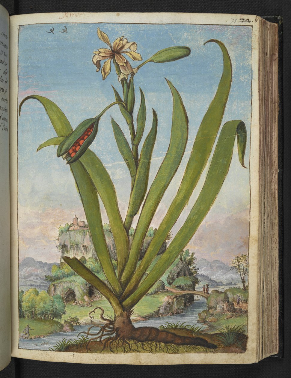 Iris Foetidissima: Roślina kwitnąca ze strąkami nasion, z „Paintings of Flora of the Roman States” autorstwa Gherardo Cibo, Add MS 22333, f073r, c.1564-84 (akwarela i gwasz na papierze) autorstwa Gherardo Cibo