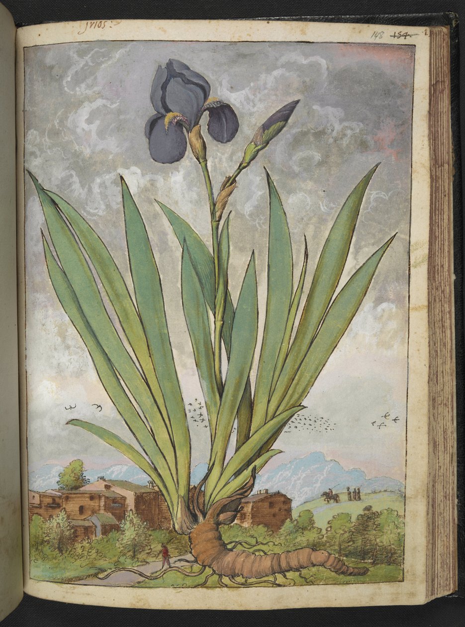 Iris germanica, z "Obrazy flory stanów rzymskich" Gherardo Cibo, Add MS 22333, f148r, c.1564-84 (akwarela i gwasz na papierze) autorstwa Gherardo Cibo