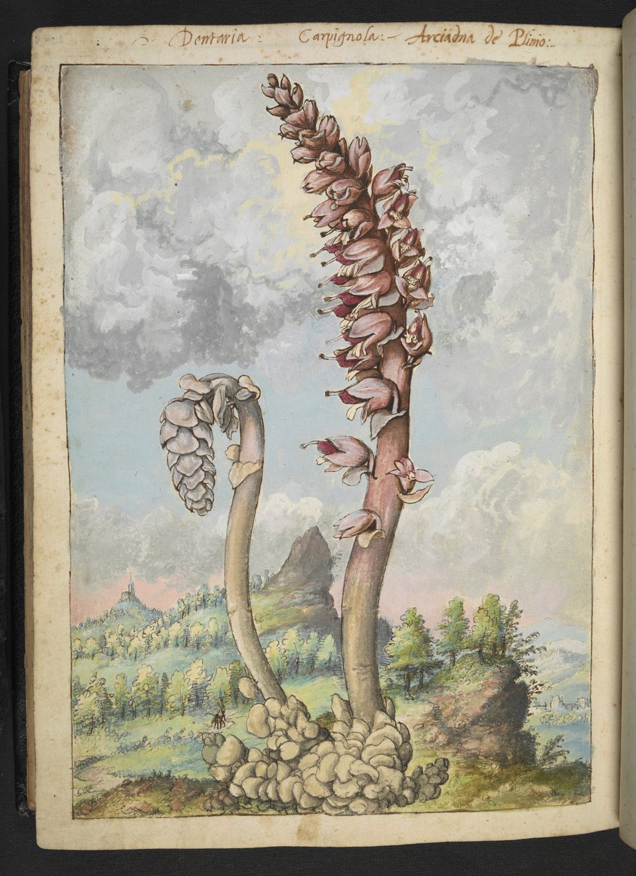 Lathraea squamaria, z „Obrazów flory państw rzymskich” Gherardo Cibo, Add MS 22333, f178v, c.1564-84 (akwarela i gwasz na papierze) autorstwa Gherardo Cibo
