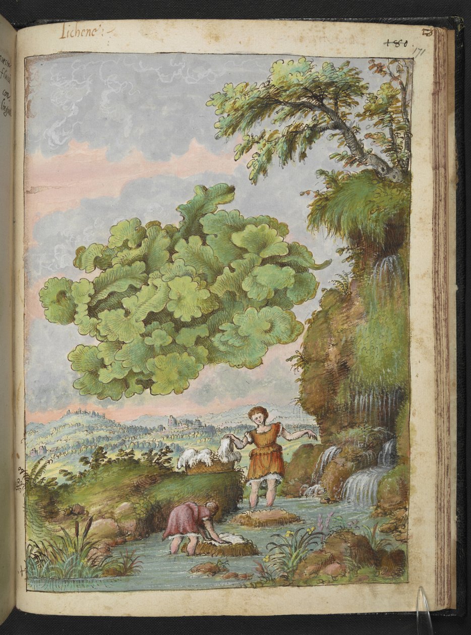 Porosty i kobiety do prania odzieży lub futra w basenie, z „Obrazów flory stanów rzymskich” Gherardo Cibo, Add MS 22333, f171r, c.1564-84 (akwarela i gwasz na papierze) autorstwa Gherardo Cibo