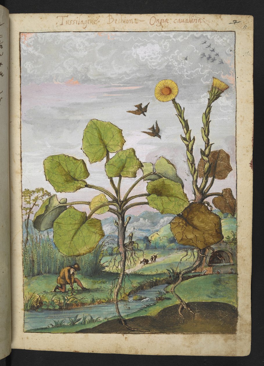 Ligularia tussilaginea (Leopard roślina), z "Obrazów flory państw rzymskich" Gherardo Cibo, Add MS 22333, f011r, c.1564-84 (akwarela i gwasz na papierze) autorstwa Gherardo Cibo