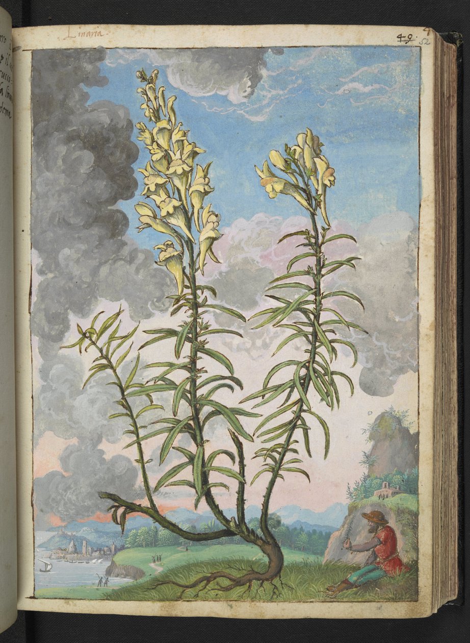 Linaria vulgaris, z „Obrazów flory stanów rzymskich” Gherardo Cibo, Add MS 22333, f052r, c.1564-84 (akwarela i gwasz na papierze) autorstwa Gherardo Cibo