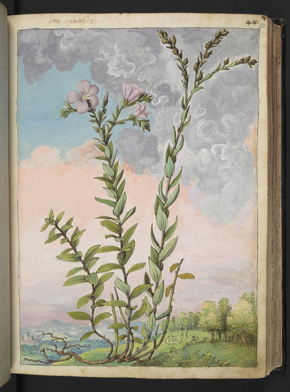 Linum viscosum: wysoka roślina o różowych kwiatach, z „Paintings of Flora of the Roman States” autorstwa Gherardo Cibo, Add MS 22333, f051r, c.1564-84 (akwarela i gwasz na papierze) autorstwa Gherardo Cibo