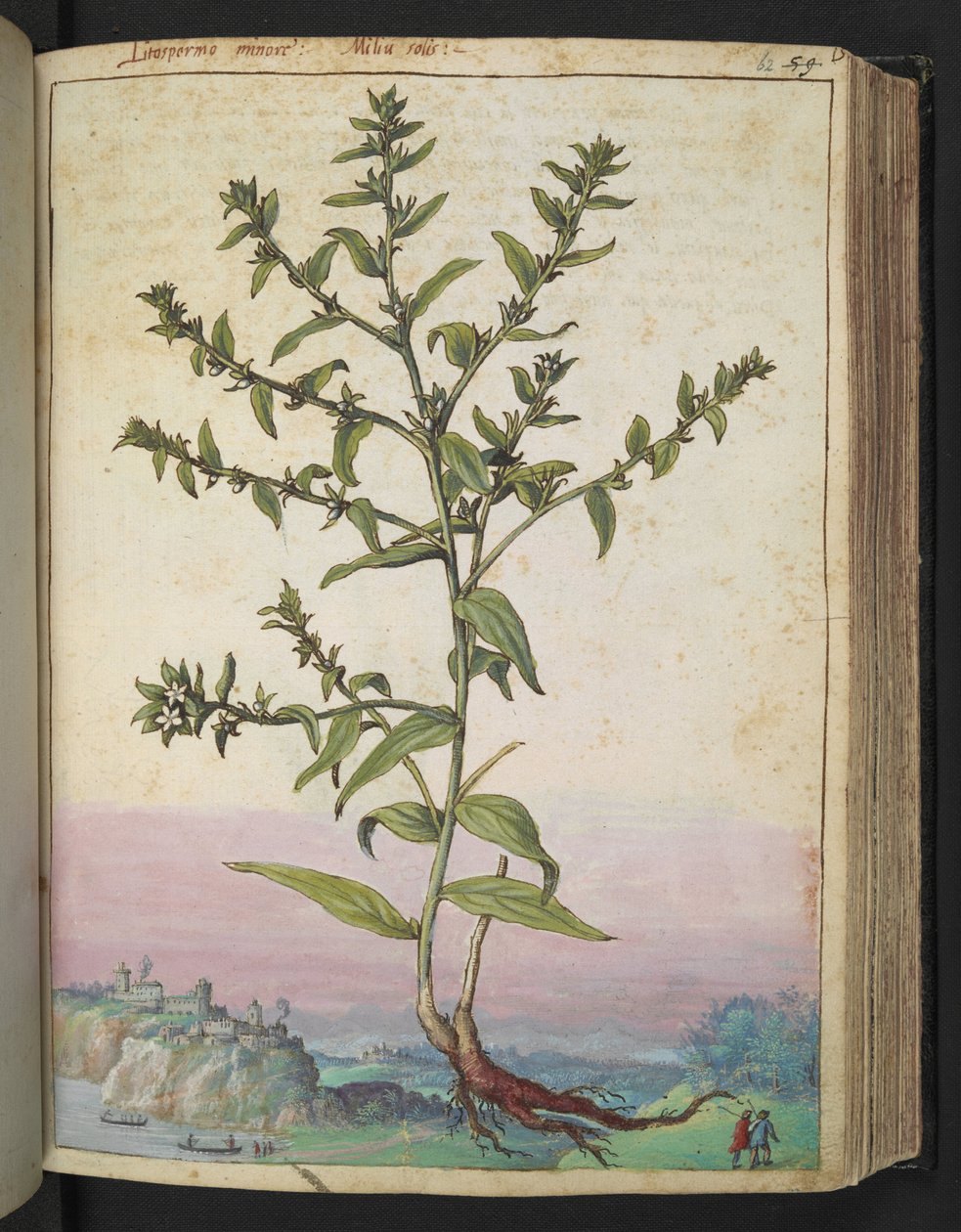 Lithospermum officinale, z „Obrazów flory państw rzymskich” Gherardo Cibo, Add MS 22333, f062r, c.1564-84 (akwarela i gwasz na papierze) autorstwa Gherardo Cibo