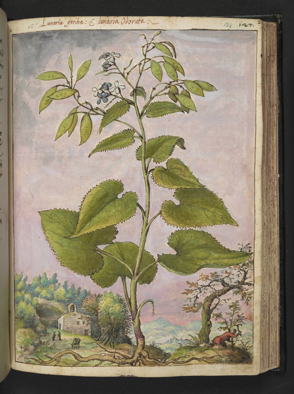 Lunaria redivivia, z „Obrazów flory stanów rzymskich” autorstwa Gherardo Cibo, Add MS 22333, f124r, c.1564-84 (akwarela i gwasz na papierze) autorstwa Gherardo Cibo