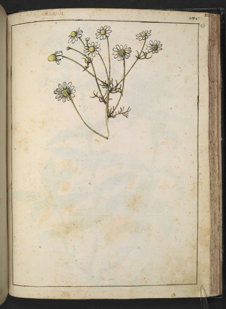 Matricaria chamomilla (Rumianek), z „Obrazów Flory Państw Rzymskich” Gherardo Cibo, Add MS 22333, f163r, c.1564-84 (akwarela i gwasz na papierze) autorstwa Gherardo Cibo