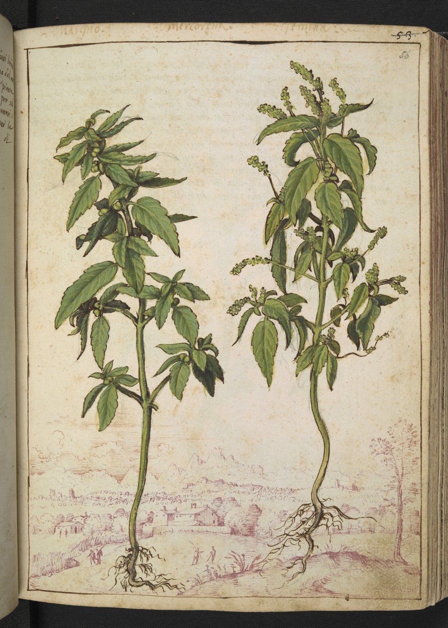 Mercurialis annua, z „Obrazów flory stanów rzymskich” Gherardo Cibo, Add MS 22333, f056r, c.1564-84 (akwarela i gwasz na papierze) autorstwa Gherardo Cibo