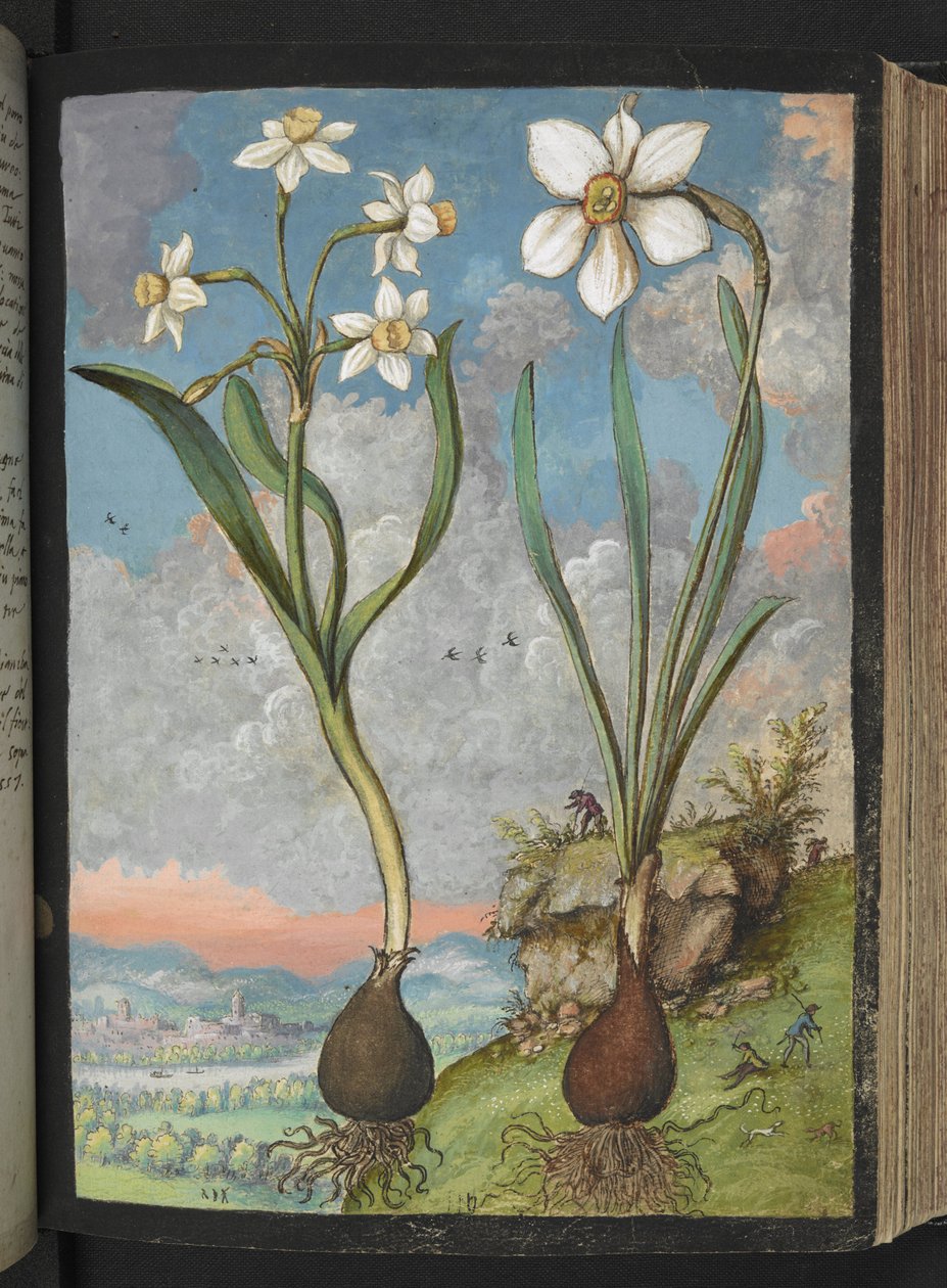 Narcissus tazetta i Narcissus poeticu: Rośliny z białymi płatkami, z „Obrazów flory państw rzymskich” autorstwa Gherardo Cibo, Add MS 22333, f059r, c.1564-84 (akwarela i gwasz na papierze) autorstwa Gherardo Cibo