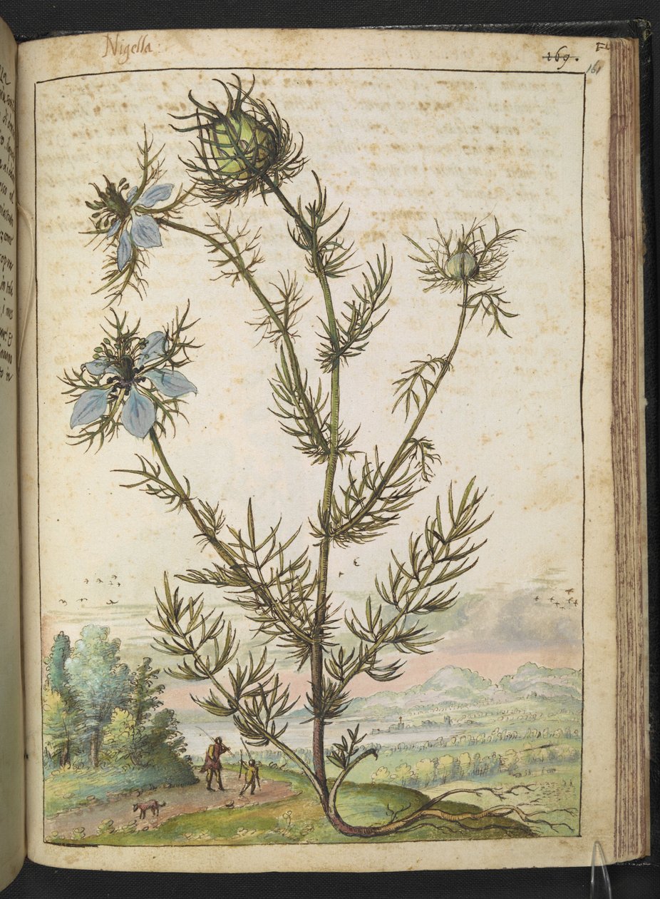 Nigella damascena, z „Obrazów flory stanów rzymskich” Gherardo Cibo, Add MS 22333, f161r, c.1564-84 (akwarela i gwasz na papierze) autorstwa Gherardo Cibo