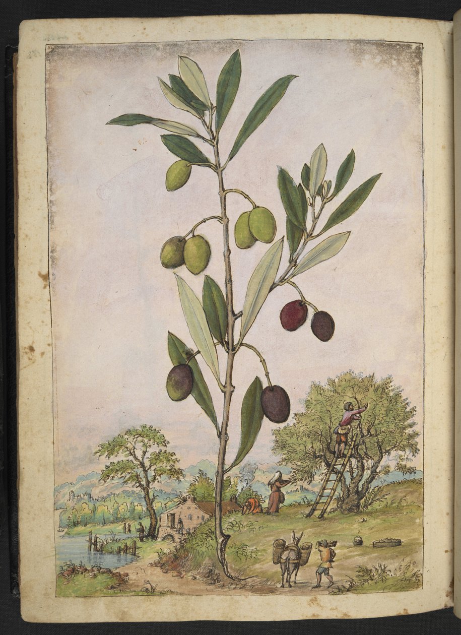 Olea europaea (drzewo oliwne), z „Obrazów flory państw rzymskich” autorstwa Gherardo Cibo, Add MS 22333, f181v, c.1564-84 (akwarela i gwasz na papierze) autorstwa Gherardo Cibo