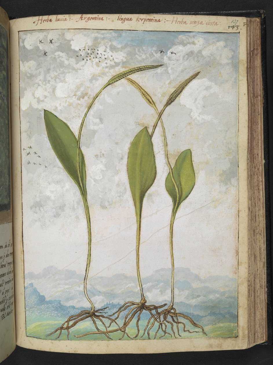 Ophioglossum vulgatum, z „Obrazów flory państw rzymskich” Gherardo Cibo, Add MS 22333, f137r, c.1564-84 (akwarela i gwasz na papierze) autorstwa Gherardo Cibo