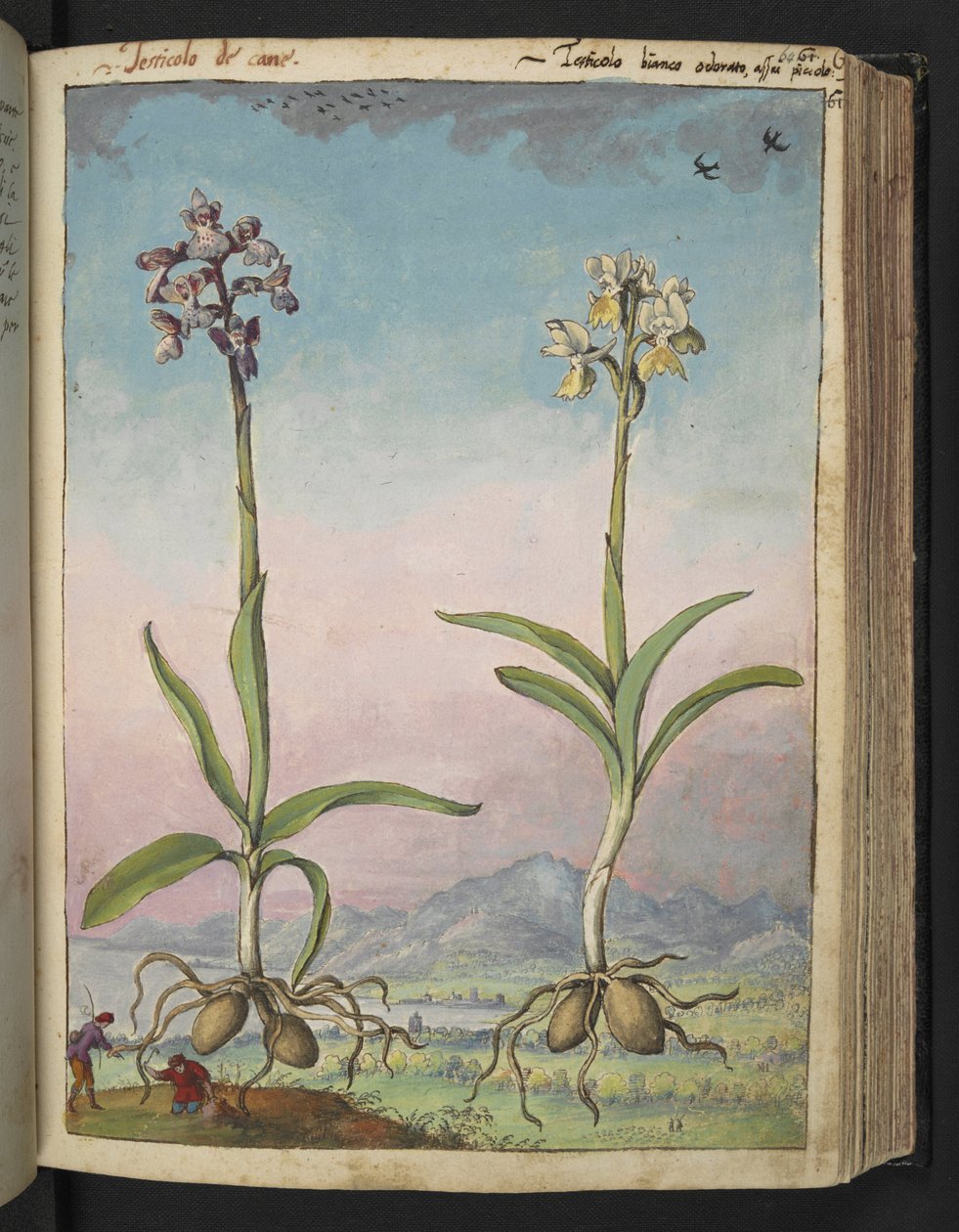 Orchis pallens: Dwie rośliny kwitnące, z „Obrazów flory stanów rzymskich” autorstwa Gherardo Cibo, Add MS 22333, f064r, c.1564-84 (akwarela i gwasz na papierze) autorstwa Gherardo Cibo