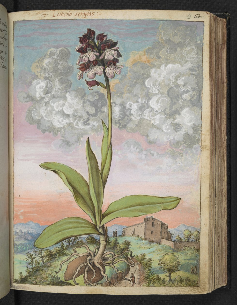 Orchis serapias, z „Obrazów flory stanów rzymskich” Gherardo Cibo, Add MS 22333, f063r, c.1564-84 (akwarela i gwasz na papierze) autorstwa Gherardo Cibo