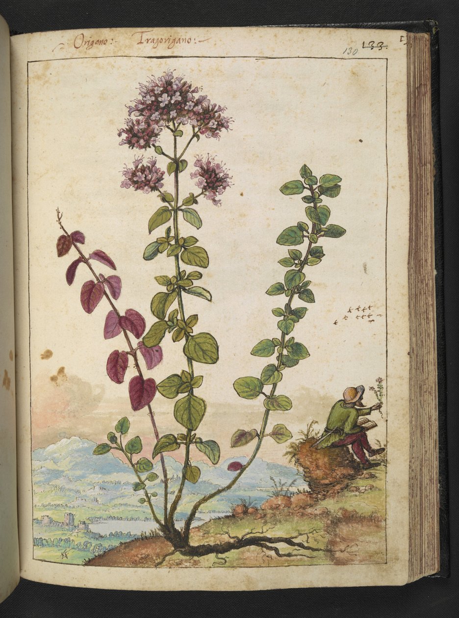 Origanum vulgare, z "Obrazów flory stanów rzymskich" Gherardo Cibo, Add MS 22333, f130r, c.1564-84 (akwarela i gwasz na papierze) autorstwa Gherardo Cibo