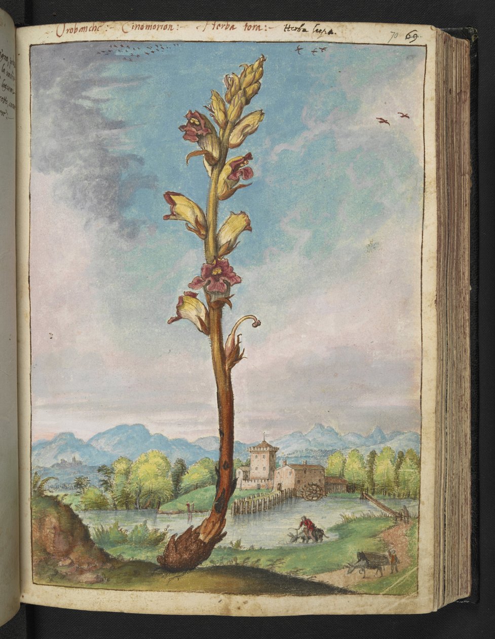 Orobanche gracilis, z "Obrazów flory stanów rzymskich" Gherardo Cibo, Add MS 22333, f070r, c.1564-84 (akwarela i gwasz na papierze) autorstwa Gherardo Cibo