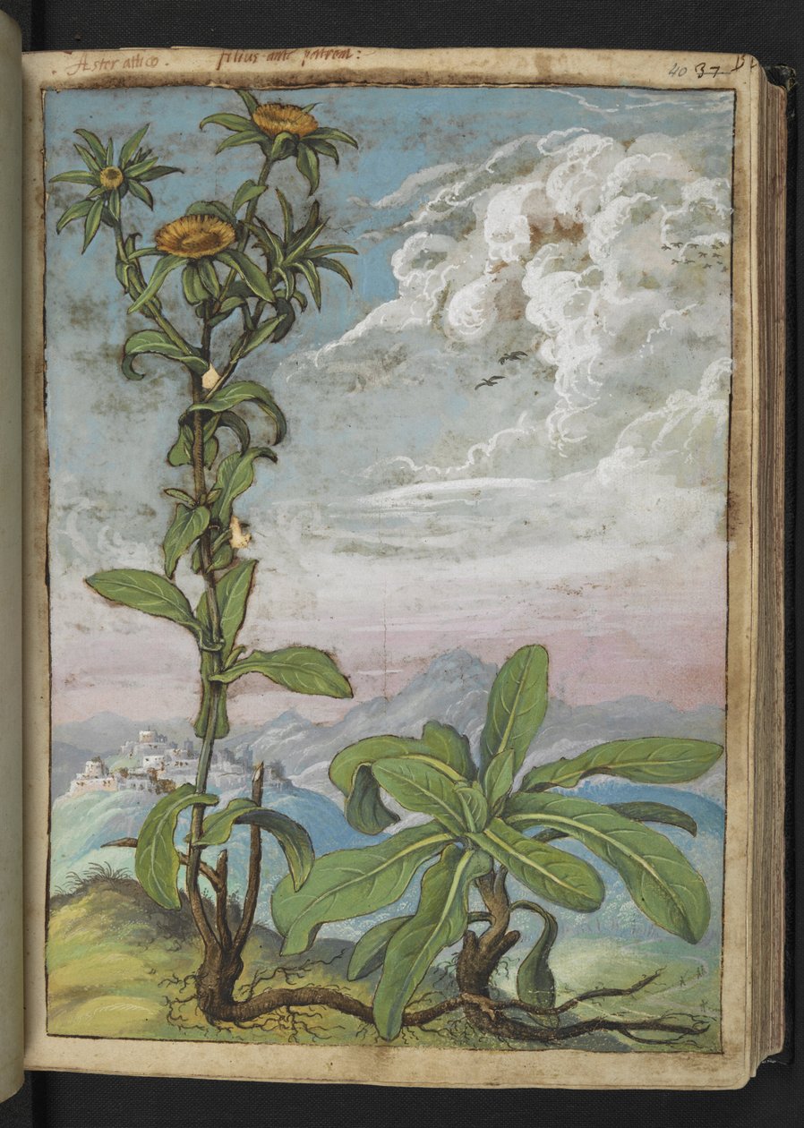 Pallenis spinosa, z "Obrazów flory stanów rzymskich" Gherardo Cibo, Add MS 22333, f040r, c.1564-84 (akwarela i gwasz na papierze) autorstwa Gherardo Cibo