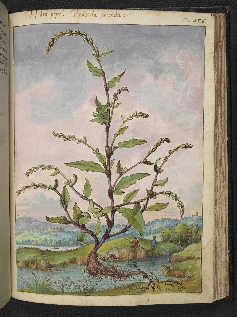 Persicaria hydropiper, z "Obrazów flory stanów rzymskich" Gherardo Cibo, Add MS 22333, f152r, c.1564-84 (akwarela i gwasz na papierze) autorstwa Gherardo Cibo