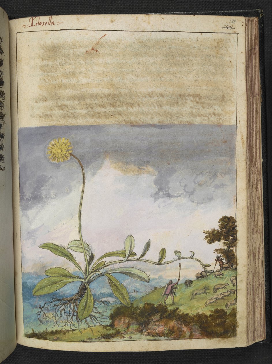 Pilosella officinarum, z "Obrazów flory stanów rzymskich" Gherardo Cibo, Add MS 22333, f138r, c.1564-84 (akwarela i gwasz na papierze) autorstwa Gherardo Cibo