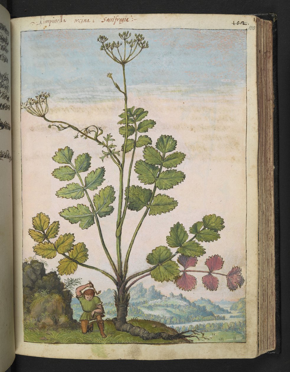 Pimpinella major, z „Obrazów flory stanów rzymskich” Gherardo Cibo, Add MS 22333, f100r, c.1564-84 (akwarela i gwasz na papierze) autorstwa Gherardo Cibo