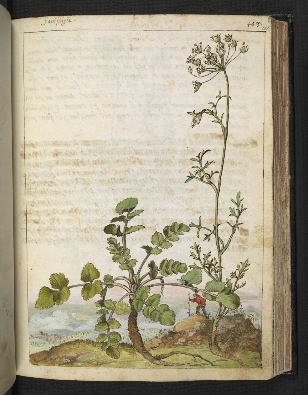 Pimpinella saxifraga, z „Obrazów flory państw rzymskich” Gherardo Cibo, Add MS 22333, f101r, c.1564-84 (akwarela i gwasz na papierze) autorstwa Gherardo Cibo