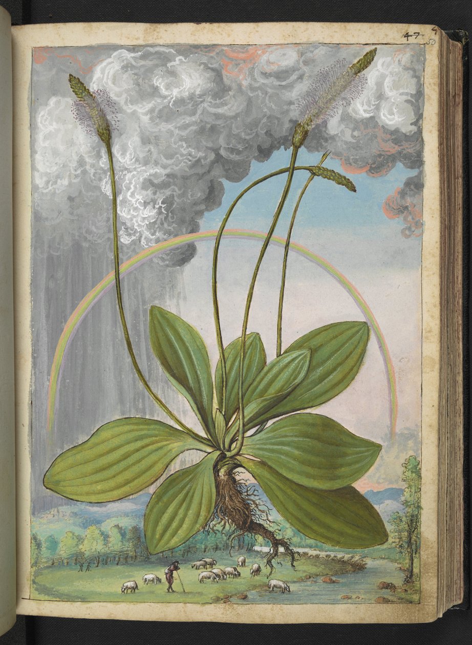 Plantago media, z „Obrazy flory stanów rzymskich” Gherardo Cibo, Add MS 22333, f050r, c.1564-84 (akwarela i gwasz na papierze) autorstwa Gherardo Cibo