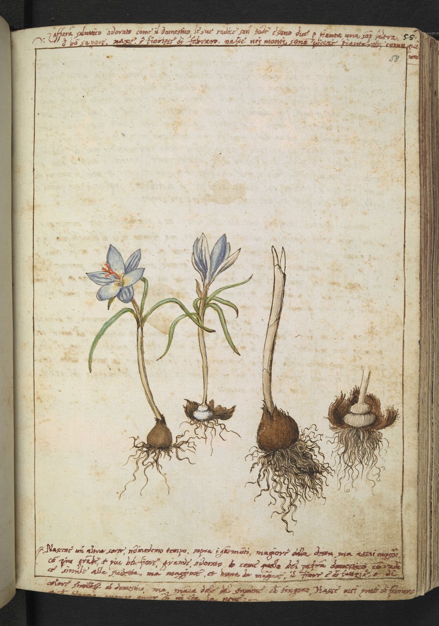 Rośliny między niebieskimi kwiatami, z "Obrazów flory stanów rzymskich" Gherardo Cibo, Add MS 22333, f058r, c.1564-84 (akwarela i gwasz na papierze) autorstwa Gherardo Cibo