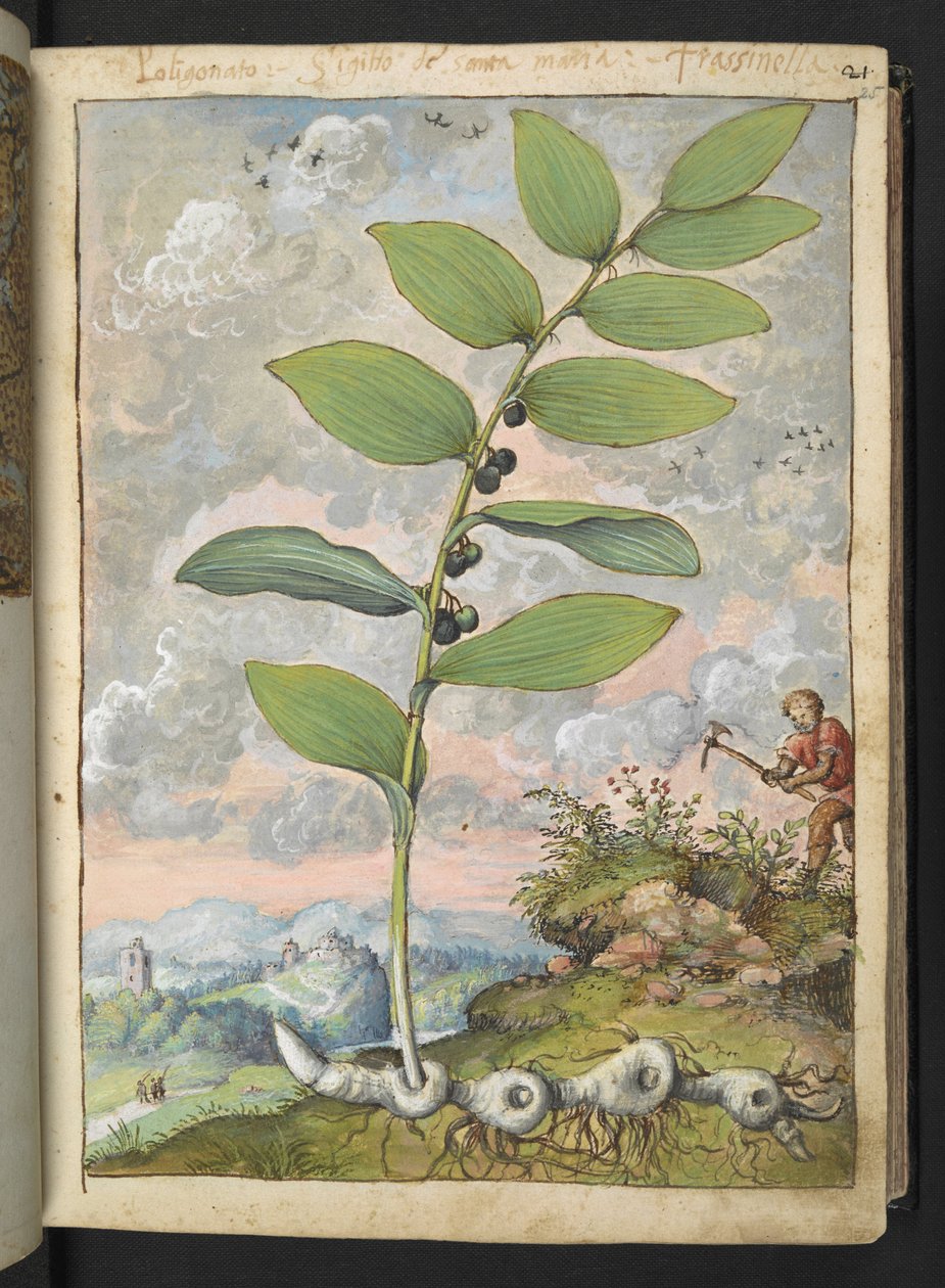 Polygonatum odoratum: Roślina. Człowiek z kilofem, z „Obraz flory stanów rzymskich” Gherardo Cibo, Add MS 22333, f025r, c.1564-84 (akwarela i gwasz na papierze) autorstwa Gherardo Cibo
