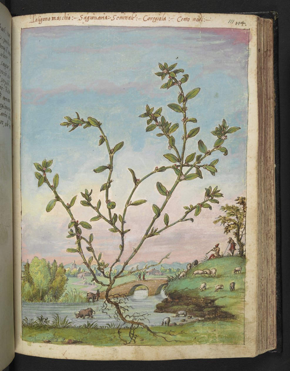 Polygonum aviculare, z „Obrazów flory państw rzymskich” Gherardo Cibo, Add MS 22333, f111r, c.1564-84 (akwarela i gwasz na papierze) autorstwa Gherardo Cibo