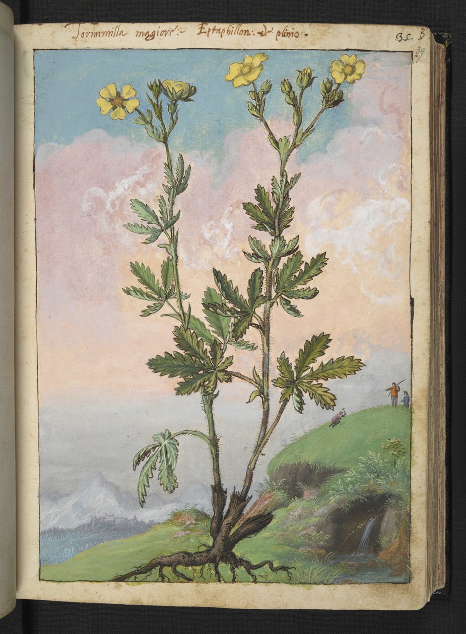 Potentilla recta: Roślina o żółtych kwiatach, z „Obrazów flory stanów rzymskich” autorstwa Gherardo Cibo, Add MS 22333, f039r, c.1564-84 (akwarela i gwasz na papierze) autorstwa Gherardo Cibo
