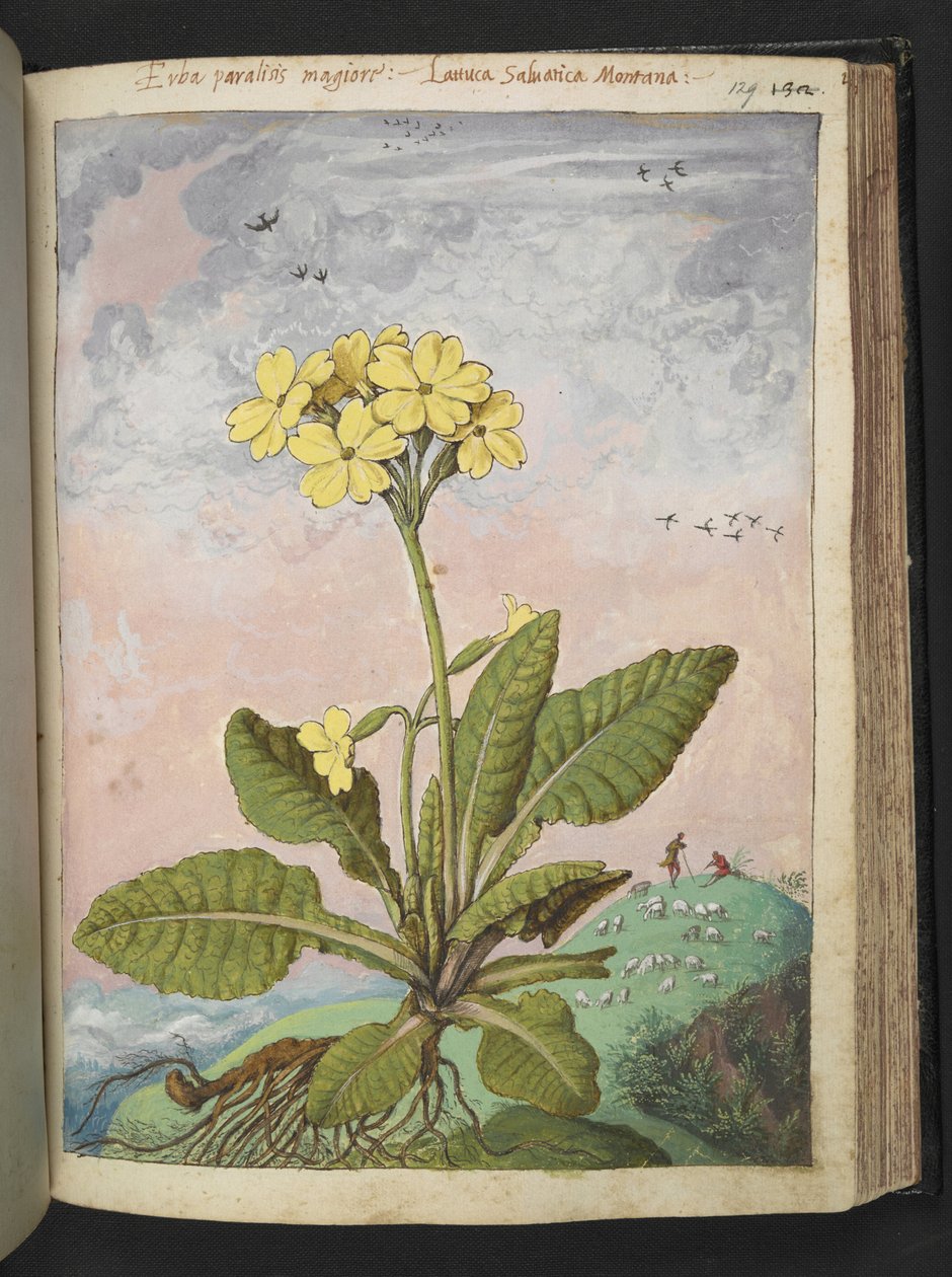 Primula elatior: Roślina o żółtych płatkach. , z „Obrazy Flory stanów rzymskich” Gherardo Cibo, Add MS 22333, f129r, c.1564-84 (akwarela i gwasz na papierze) autorstwa Gherardo Cibo