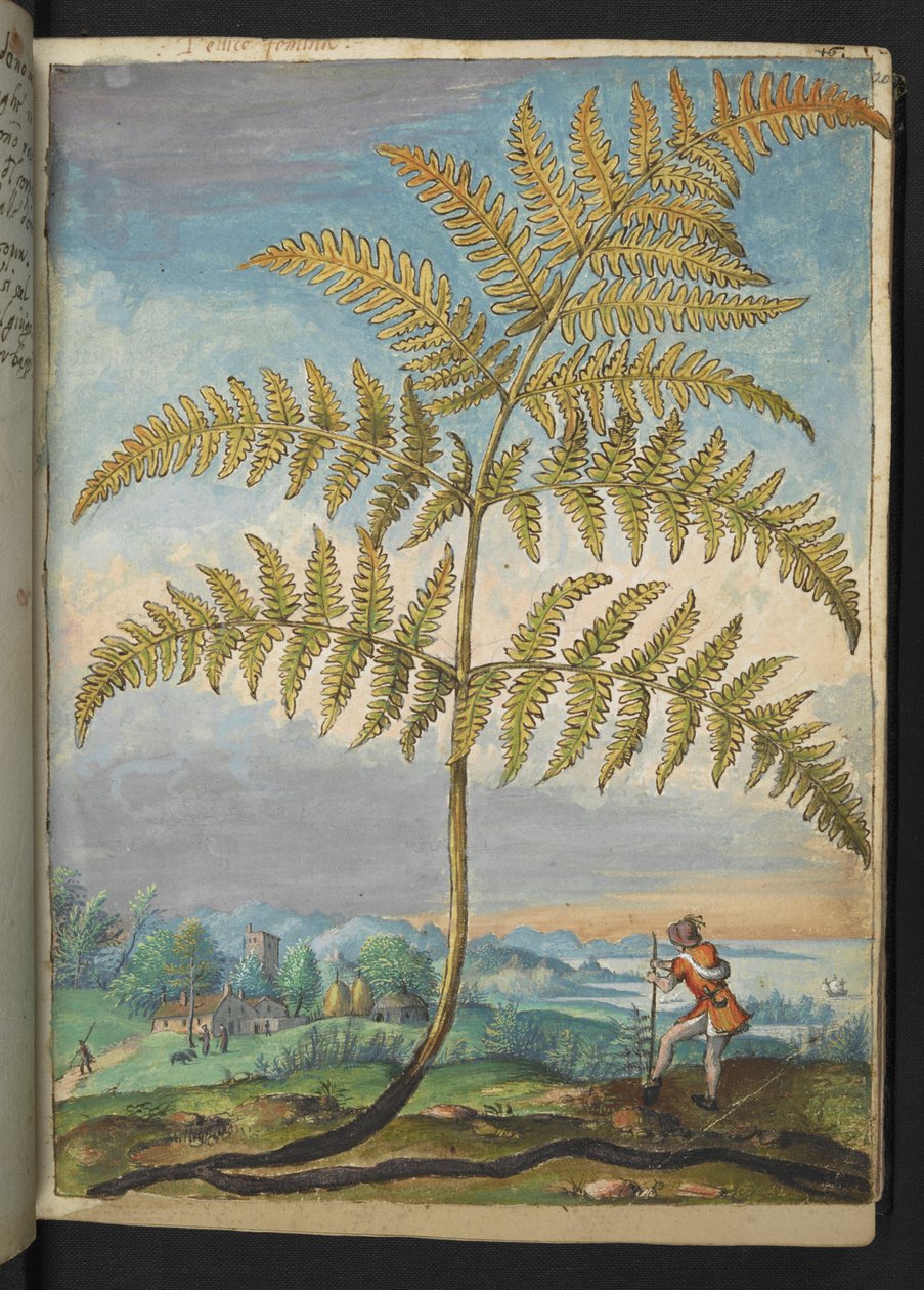 Pteridium aquilinum: Paproć, z „Obrazów flory stanów rzymskich” autorstwa Gherardo Cibo, Add MS 22333, f020r, c.1564-84 (akwarela i gwasz na papierze) autorstwa Gherardo Cibo