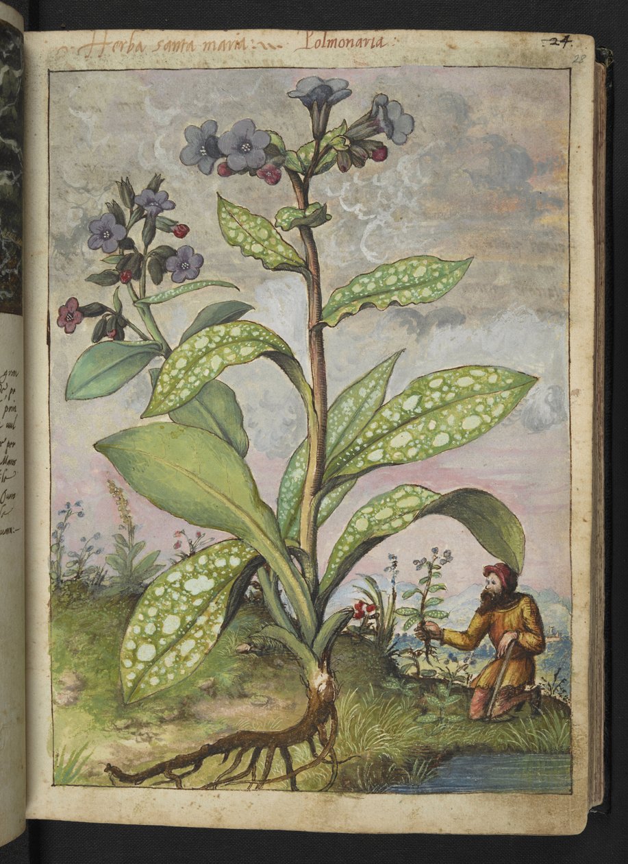 Pulmonaria officinalis, z "Obrazów flory stanów rzymskich" Gherardo Cibo, Add MS 22333, f028r, c.1564-84 (akwarela i gwasz na papierze) autorstwa Gherardo Cibo