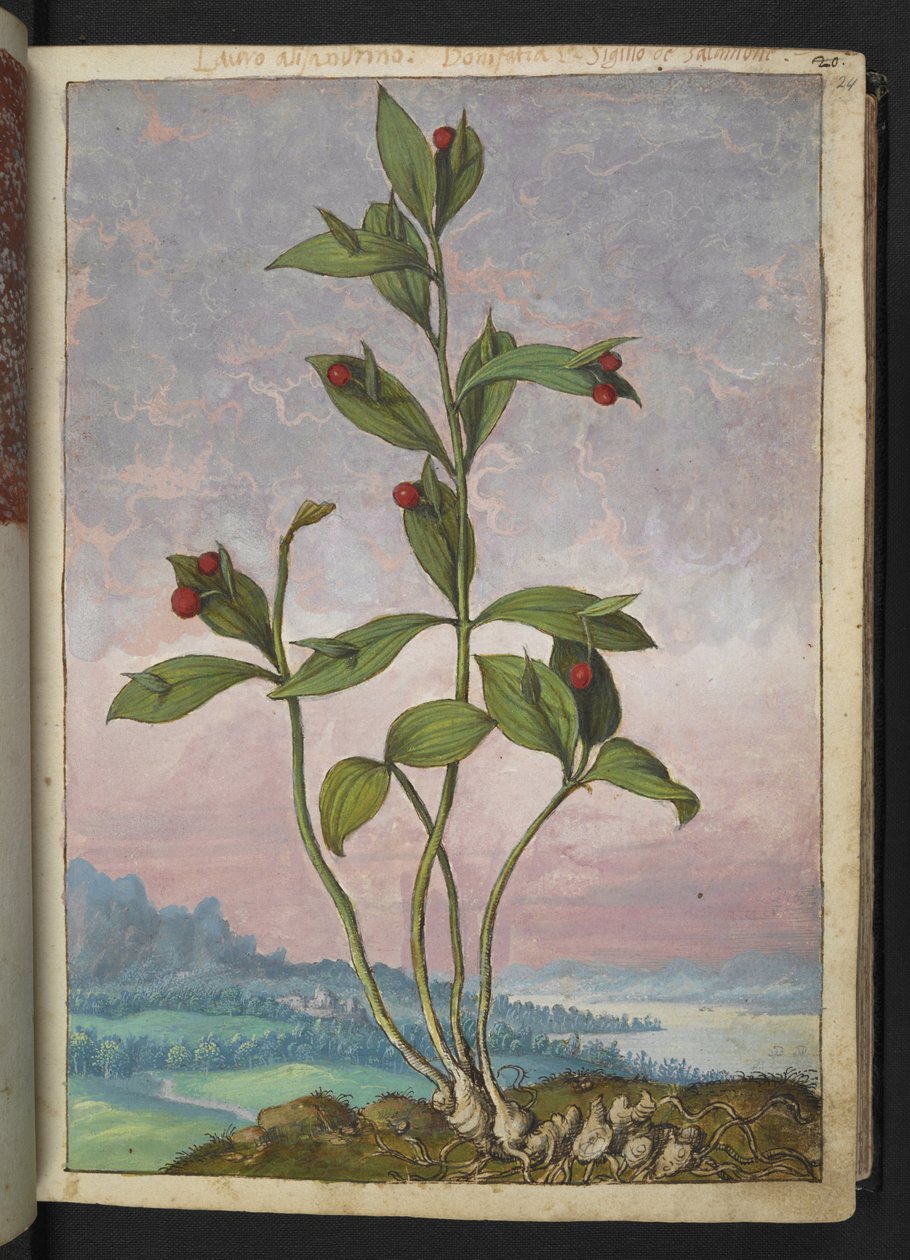 Ruscus hypoglossum: Roślina z czerwonymi jagodami, z „Obrazów flory państw rzymskich” autorstwa Gherardo Cibo, Add MS 22333, f024r, c.1564-84 (akwarela i gwasz na papierze) autorstwa Gherardo Cibo