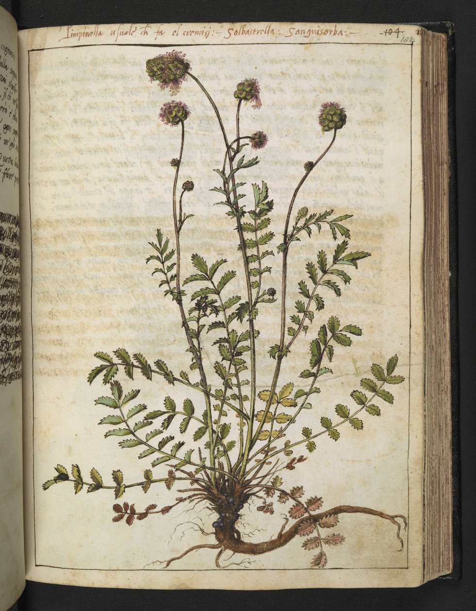 Sanguisorba minor, z „Obrazów flory stanów rzymskich” Gherardo Cibo, Add MS 22333, f102r, c.1564-84 (akwarela i gwasz na papierze) autorstwa Gherardo Cibo