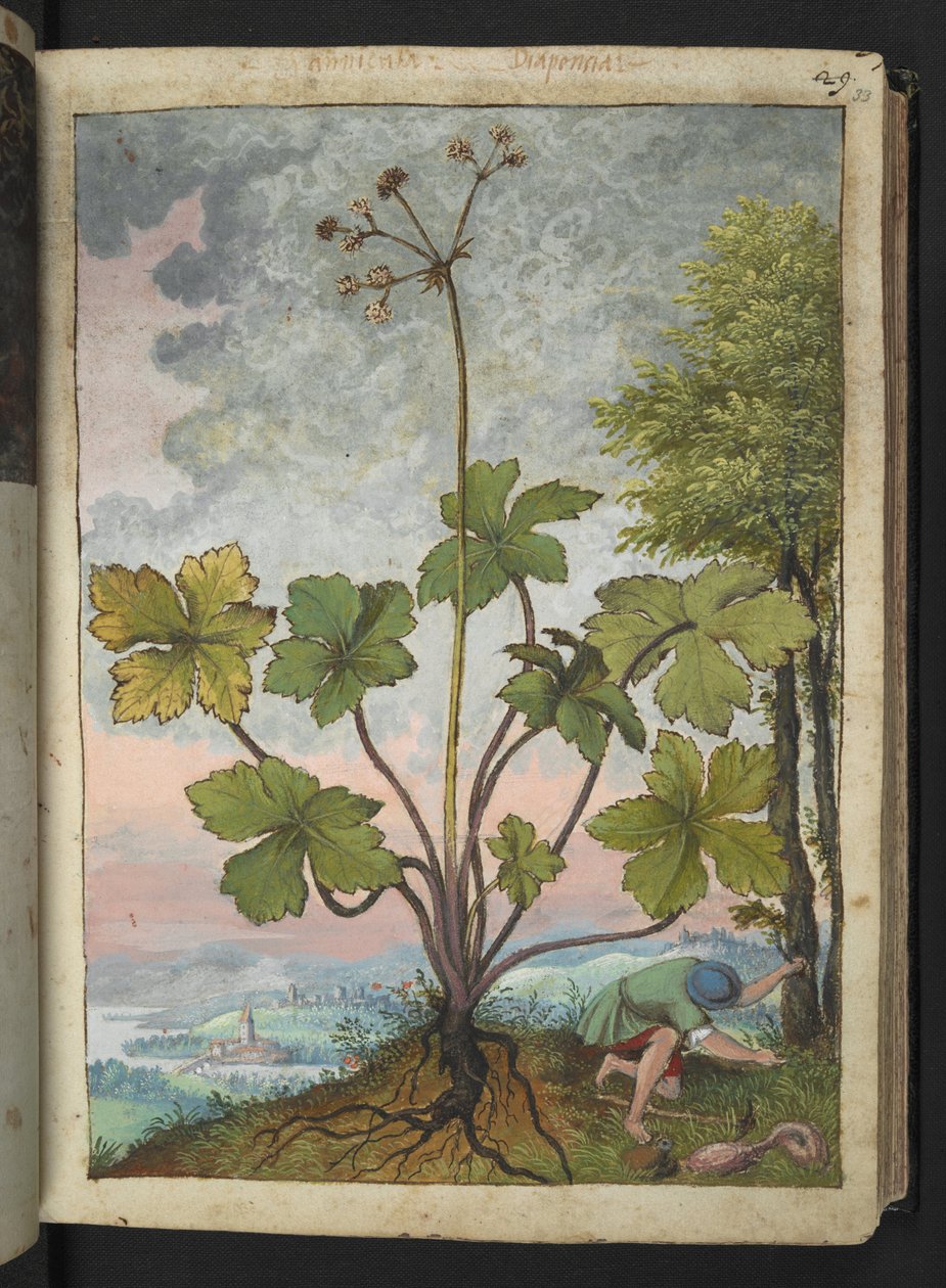 Sanicula europaea i mężczyzna badający podstawę drzewa, z „Obrazów flory państw rzymskich” Gherardo Cibo, Add MS 22333, f033r, c.1564-84 (akwarela i gwasz na papierze) autorstwa Gherardo Cibo