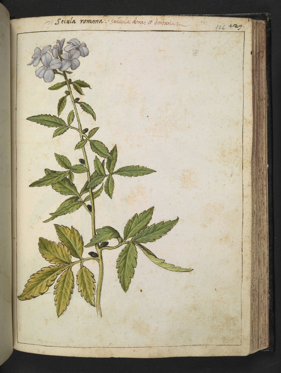 Sanicula, z „Obrazy flory stanów rzymskich” Gherardo Cibo, Add MS 22333, f126r, c.1564-84 (akwarela i gwasz na papierze) autorstwa Gherardo Cibo