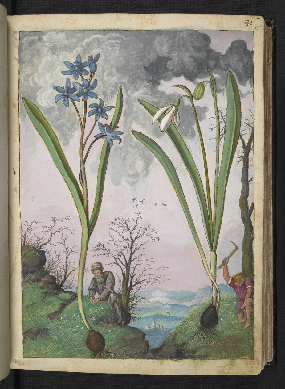 Scilla bifolia i Galanthus nivalis, z "Obrazów flory państw rzymskich" Gherardo Cibo, Add MS 22333, f035r, c.1564-84 (akwarela i gwasz na papierze) autorstwa Gherardo Cibo