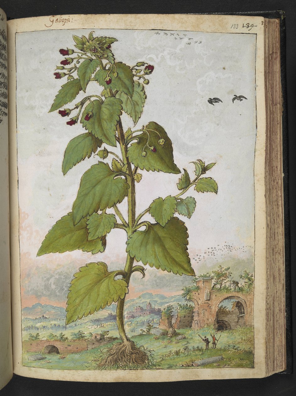 Scrophularia peregrina, z „Obrazów flory stanów rzymskich” Gherardo Cibo, Add MS 22333, f133r, c.1564-84 (akwarela i gwasz na papierze) autorstwa Gherardo Cibo