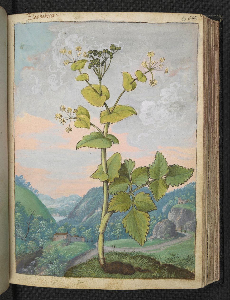 Smyrnium olusatrum, z „Obrazy flory państw rzymskich” Gherardo Cibo, Add MS 22333, f069r, c.1564-84 (akwarela i gwasz na papierze) autorstwa Gherardo Cibo