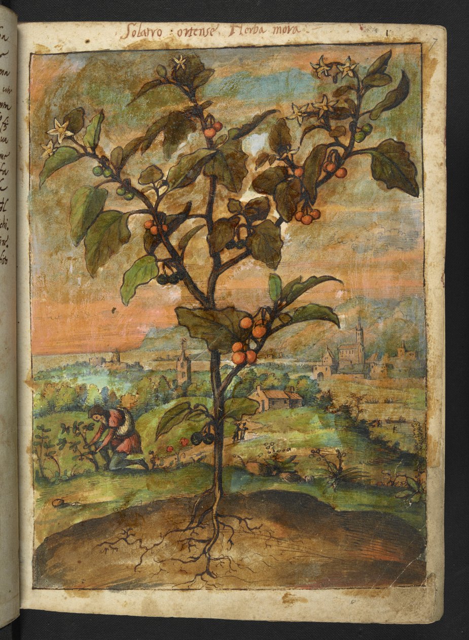 Solanum nigrum: Roślina o pomarańczowym owocu, z „Obraz flory państw rzymskich” autorstwa Gherardo Cibo, Add MS 22333, f007r, c.1564-84 (akwarela i gwasz na papierze) autorstwa Gherardo Cibo