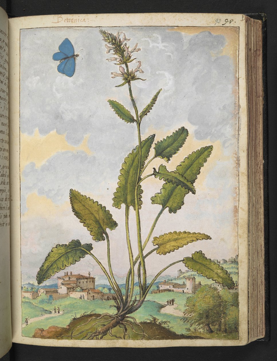Stachys officinalis, z „Obrazów flory stanów rzymskich” Gherardo Cibo, Add MS 22333, f093r, c.1564-84 (akwarela i gwasz na papierze) autorstwa Gherardo Cibo