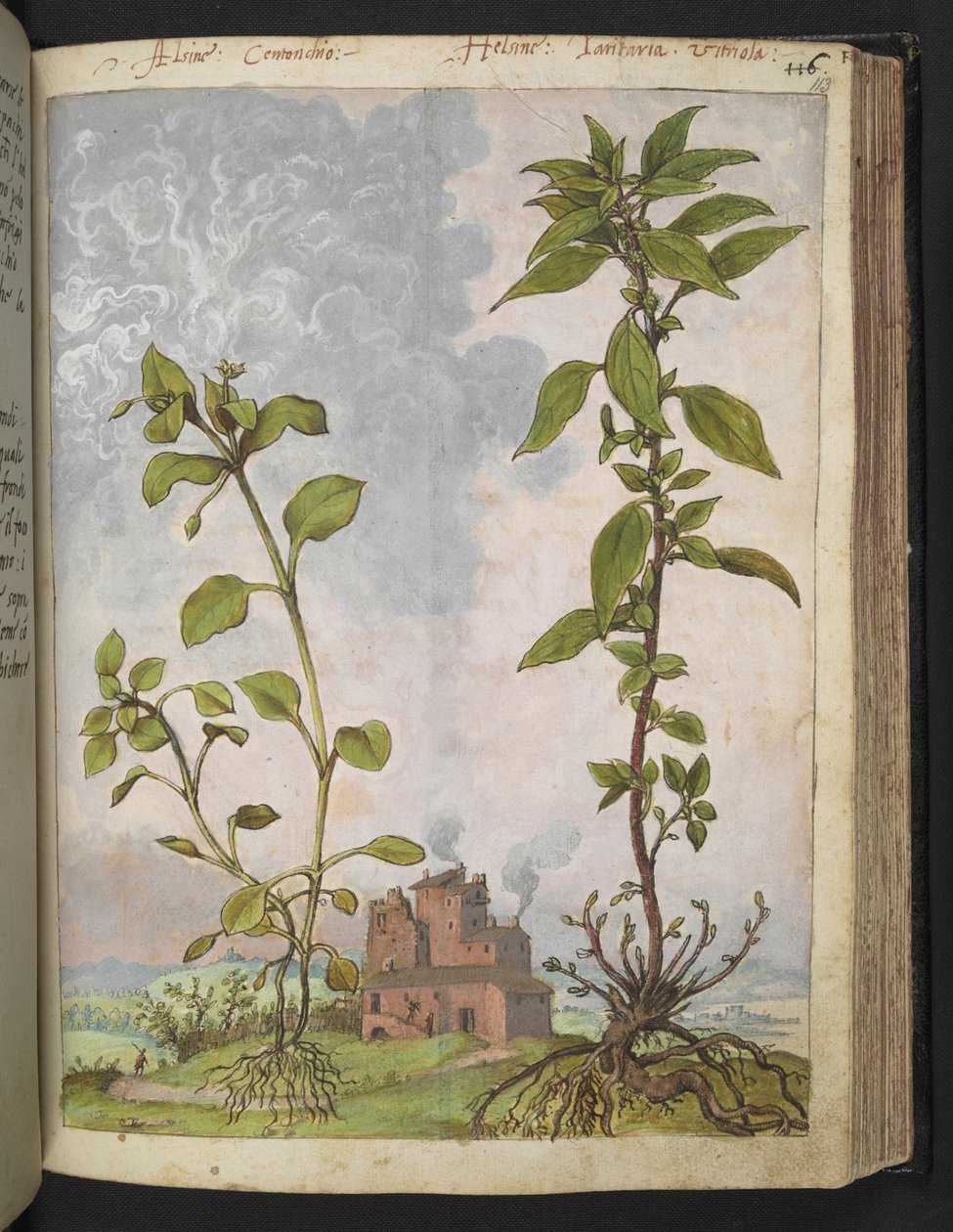 Stellaria media, prawdopodobnie Stellaria media, z „Obrazów flory państw rzymskich” autorstwa Gherardo Cibo, Add MS 22333, f113r, c.1564-84 (akwarela i gwasz na papierze) autorstwa Gherardo Cibo